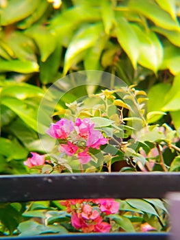 flower green plantbeautiful nature