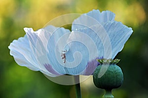 Flower and green poppy head