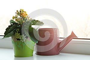 Flower in a green pot and watering can