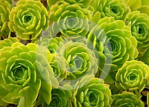 Flower - green succulent