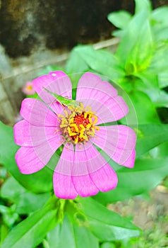 flower green tree garden pink color nature