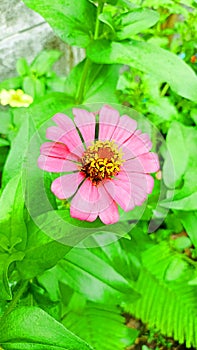 flower green tree garden pink color nature