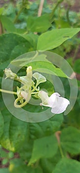 Flower of green vegetables