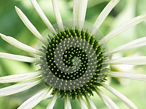 Flower green / white