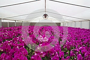 Flower greenhouse