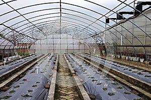 Flower greenhouse.