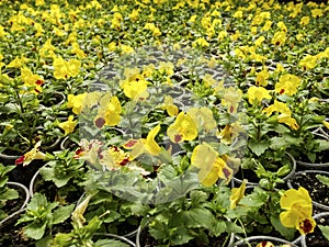 Flower greenhouse. growing flowers in winter.