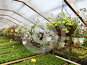 Flower greenhouse. growing flowers in winter.