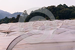 Flower greenhouse near the mountain in the evening in Chiang Mai, Thailand