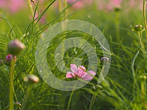 Flower among the greeny grass