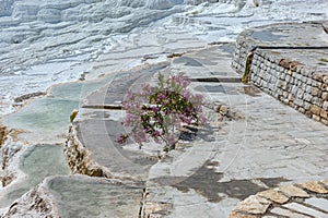 a flower that grew on the limestone steps in pamukkale