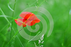 #flower#grin#grass#Summer#Papaver#