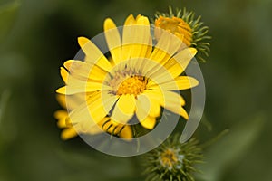 Flower of Grindelia robusta