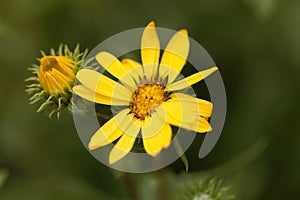 Flower of Grindelia robusta