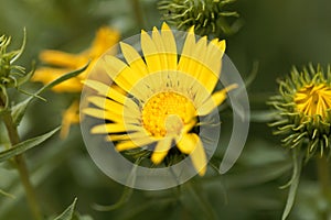 Flower of Grindelia robusta