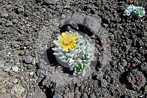 Flower grow on stones