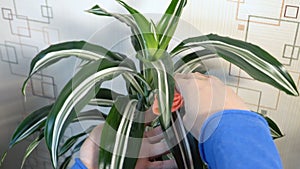 The flower grower wipes the dust off the leaves of the plant.