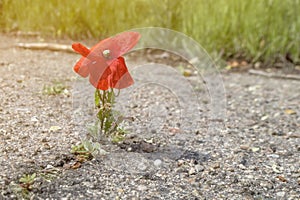 Flower growing on the asphalt road