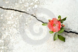 Flower growing from crack in the road