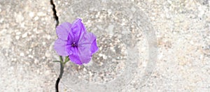 Flower growing from crack in the road