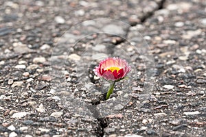 Flower growing on crack street