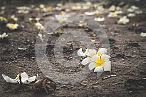 Flower growing on crack street, soft focus, blank text - Image