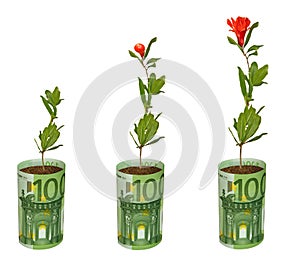 Flower growing from euro banknotes