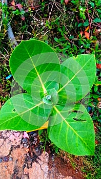 Flower growing on fertile land