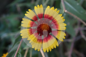 Flower growing in the forest
