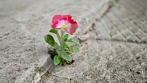 Flower growing out of concrete