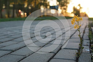 Flower growing through the paving stone at sunset