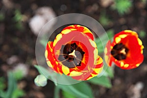 Flower growing red Tulip on the background soil