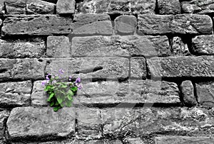 Flower growing on a rock wall