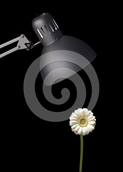Flower growing under lamp