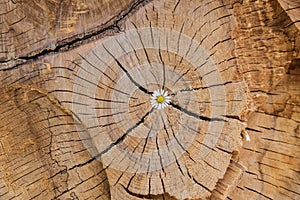 Flor creciente en madera acceso 