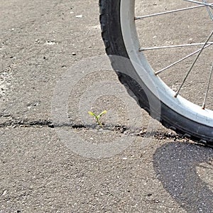 A flower grows through the asphalt near a bicycle wheel