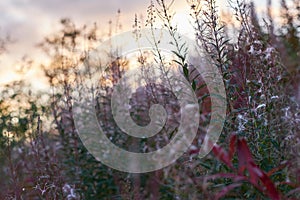 Flower in the mountains