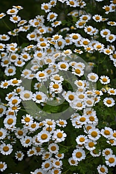 On the flower grows Pyrethrum cinerariifolium