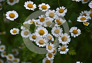 On the flower grows Pyrethrum cinerariifolium