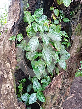 A flower that grows on a stump of a big tree