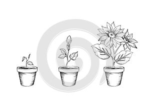 Flower growth set. Floral pot. Plant bloom stages