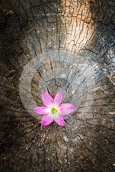 Flower growth up on dead tree