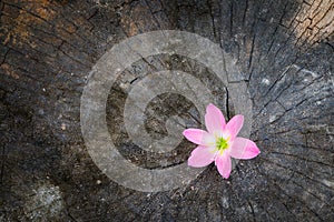 Flower growth up on dead tree