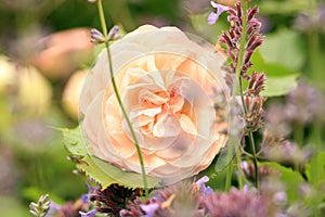 Flower Gruss an Aachen rose