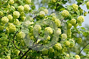 Flower of guelder-rose