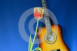Flower and guitar on a blue background