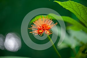 Flower of a Gurania makoyana