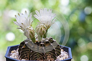 Flower gymnocalycium mihanovichii cactus in black little pot blooming with sunlight over green natural bokeh background