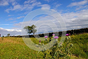 Flower on Hadrian's wall