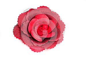 A flower hair clip for women.